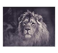 Bredesen Male African Lion Wall Art Print