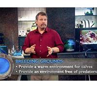 Breeding and Reproduction in a Large Ocean