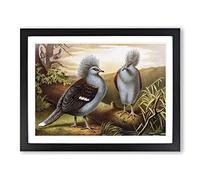 Brehms Tierlben Western Crowned Pigeon Vintage Framed Print | A3 Black Framed Wall Art | Ready to Hang | Classic Animal Picture | Living Room Bedroom Lounge Office