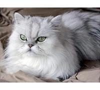 Brennora Pre-Printed Cross-Stitch Kits Persian cat 11CT Embroidery Kits for Adults Beginners DIY Easy Pattern Needlepoint Kits Crafts for Decor 40x50 cm