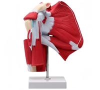 Brfveob Upper Band Deep Muscle Model, Human Muscle Anatomy Model, Arm Muscle Model, Medical Education, Detailed Muscle Structure Reproduction, Perfect for Medical Students and Clinicians
