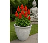 Brick effect polyresin flower garden plant pots (White textured, Medium)