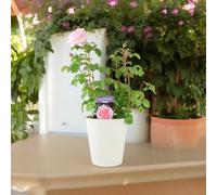 Bride And Groom Rose Plant Romantic Wedding Gift Rose For Garden Garden Plant