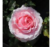 Bride And Groom Rose Plant Romantic Wedding Gift Rose For Garden Garden Plant