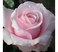 Bride And Groom Rose Plant Romantic Wedding Gift Rose For Garden Garden Plant