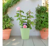 Bride and Groom Rose Plant - Romantic Wedding Gift Rose for Garden - Metal Green Vertical Line