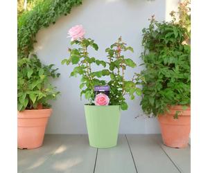 Bride and Groom Rose Plant - Romantic Wedding Gift Rose for Garden - Metal Green Vertical Line