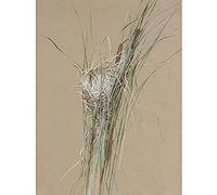 Bridges Bird's Nest Cattails Watercolour Drawing Unframed Wall Art Print Poster Home Decor Premium