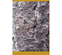 BRIDGING SCIENCE AND THE FARM: Building a Modernized Agricultural Extension and Digital Advisory System in the Philippines