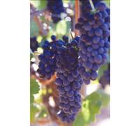 Brief History Of Wine [DVD] [Region 1] [US Import] [NTSC]