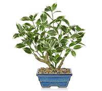 Briful 15.3" Artificial Ficus Fake Plants in Blue Ceramic Pot, 39cm White Green Ficus Bonsai Tree Faux Plants, Artificial Plants Indoor Small Artificial Ficus Tree for Home Office Decor
