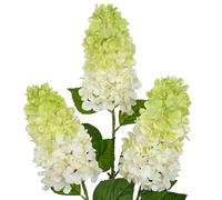 Briful 3PCS Fake Flowers Panicled Hydrangea Palegreen White Artificial Flowers 28.7" Tall Artificial Hydrangea Flowers, Silk Flowers Long Stem for Floral Arrangement Home Farmhouse Decor