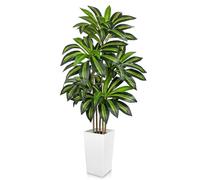 Briful 5Ft Artificial Dracaena Plants with White Tall Planter, 150 CM Artificial Yucca Tree in Pot Faux Dracaena Large Floor Plant for Living Room, Office, Hallway, Farmhouse Decor