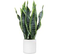 Briful Artificial Sansevieria Houseplant, Decorative Plant in White Ceramic Pot White, Height 40.6 cm.