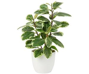 Briful Camellia Artificial Plant Fake Plant in Pot Faux Camellia Plants Artificial Potted Plants for Home Decor, 11"/28cm Faux Green Plants Artificial Bonsai for Living Room Shelf Desk Decor
