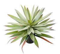 Briful Large Fake Agave Plant 17.3 Inch Artificial Yucca Potted Plants Outdoor Faux Agave Plants for Home Office Room Garden Front Porch Balcony Decor(Green)