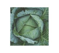 Bright Cabbage Printed Square Jigsaw Puzzle 12.8x12.8 CM, Puzzle Challenging Game for Adults Gifts, Family Fun Decorative Wall Decor