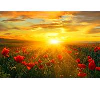 Bright New Day Field of Poppies At Sunrise Landscape Photo Photograph Cool Wall Decor Art Print Poster 46x30