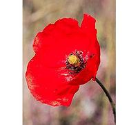 Bright Poppy Photo Art Print Canvas Premium Wall Decor Poster