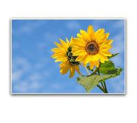 Bright Yellow Sunflower Floral Photography Print, Abstract Flowers Wall Art Botanical Wall Art, Modern Sunflower Canvas Indoor Decor for Home Offices Living Room Bedroom Dining Room farmhouse