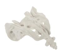 BRIGHTFUFU Human Sacrum Anatomy Model Sacrum Model for Nurse Training PVC Artificial Smooth Surface