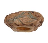 BRIGHTFUFU Resin Insect Remnant Specimen, Terrarium Bug Display for Reptile Habitat, Brown Resin, Realistic Simulation, For Classroom Science Education and Personal Collections