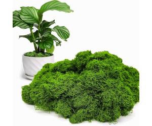 Briking Fake Moss, 50g Artificial Moss artificial Mo ss for Indoor Plant Pots for Indoor Plant Pots Room Balcony Garden Landscaping Crafts Decor Model Making Patio Floristry and More (Dark Green)