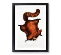 Brilliant Flying Squirrel Illustration by John Edward Gray Framed Print | A2 Black Framed Wall Art | Ready to Hang | Modern Animal Picture | Living Room Bedroom Lounge Office