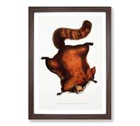 Brilliant Flying Squirrel Illustration by John Edward Gray Framed Print | A2 Walnut Framed Wall Art | Ready to Hang | Modern Animal Picture | Living Room Bedroom Lounge Office