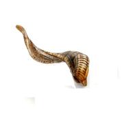 Brillibrum Design Real Sheep Horn 1 Piece Dark Sheep Horns A Small Sheep Horn Polished Horns Aries Small Goat Horn Methorn Hunting Antlers Horn (20-30 cm)