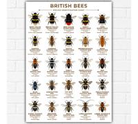 British Bees Apiology Identification Chart A3 | 25 Common UK Bee Species Poster | Scientific Pollinator Guide | Bee Identification Wall Art