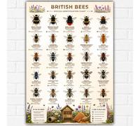 British Bees Melittology Identification Poster A3 | Botanical Bee Species Chart | UK Pollinator Guide Wall Art