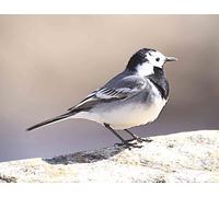 British Birds - Pied Wagtail - Quality Mouse Mat