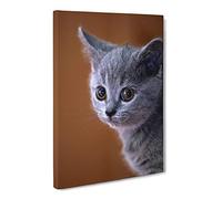 British Blue Shorthair Kitten Cat Modern Canvas Wall Art Print Ready to Hang, Framed Picture for Living Room Bedroom Home Office Décor, 20x14 Inch (50x35 cm)