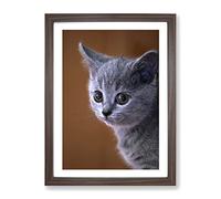 British Blue Shorthair Kitten Cat Modern Framed Print | A4 Walnut Framed Wall Art | Ready to Hang | Modern Flag Picture | Living Room Bedroom Lounge Office