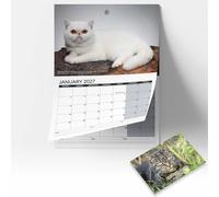British Cats Calendar 2027 | Premium Wall Calendar Featuring 12 Beautiful Cat Breeds Large Monthly Planner with UK Bank Holidays & Notes Gift for Cat Lovers, Pet Owners & Animal Enthusiasts