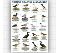 British Coastal & Seabirds Poster A3 - British Ornithology Bird Identification Chart - UK Seabird & Shorebird Guide - Educational Birdwatching Wall Art