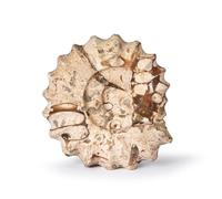 British Fossils Carved Fossilstone Ammonite - 3" Hand-Carved Marble Ornament, Gift Boxed