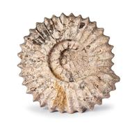 British Fossils Carved Fossilstone Ammonite - 5" Hand-Carved Marble Ornament & Bookend, Gift Boxed