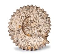 British Fossils Carved Fossilstone Ammonite - 6" Hand-Carved Marble Ornament and Bookend - Gift Boxed