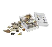 British Fossils Fossil Box Pack British Fossils Multicolor