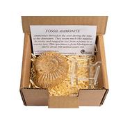 British Fossils Genuine Madagascan Ammonite in Gift Box with Stand - 160 Million Years Old!