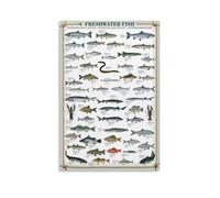 British Freshwater Fish Poster Decorative Painting Canvas Wall Art Living Room Poster Bedroom Painting Wall Art Picture Print Modern Family Room Decor 12 x 18 Inches (30 x 45 cm)