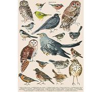 British Garden Bird Identification Chart Wildlife Birds Retro Style Wall Decor Poster Metal Sign 8x12 inch