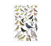British Garden Bird Identification Poster Canvas Poster Bedroom Decor Landscape Office Room Decor Gift 8" L X 12" W