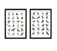 British Garden Birds Educational Wall Art, Set of 2, A4 Framed Posters, Bird Identification Guide Charts for Nature Lovers (each one 31 x 23 x1 cms)