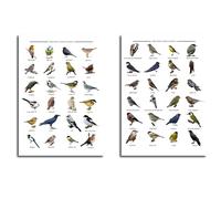 British Garden Birds Educational Wall Art, Set of 2 A4 Posters, Bird Identification Guide Charts for Nature Lovers (each one 29.7 x 21 cm)