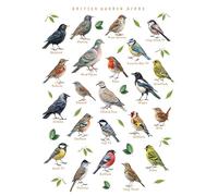 British Garden Birds Identification Educational Wall Art Print, A3, Ornithology Poster