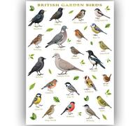 British Garden Birds Poster A3 - UK Bird Identification Chart - Educational Wildlife Wall Art Print - Nature Ornithology Guide - Kids Learning Classroom Home Decor