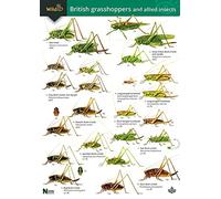 British Grasshoppers and Allied Insects: No. 54 (WildID)